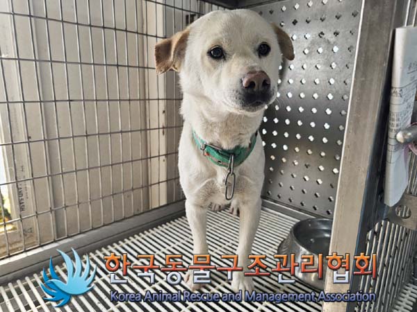 종료(반환) 믹스견…